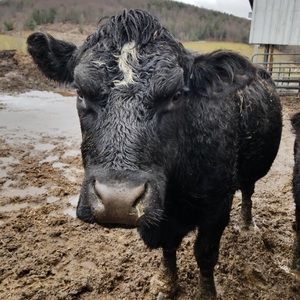 Meet your Posher, Mackenzie